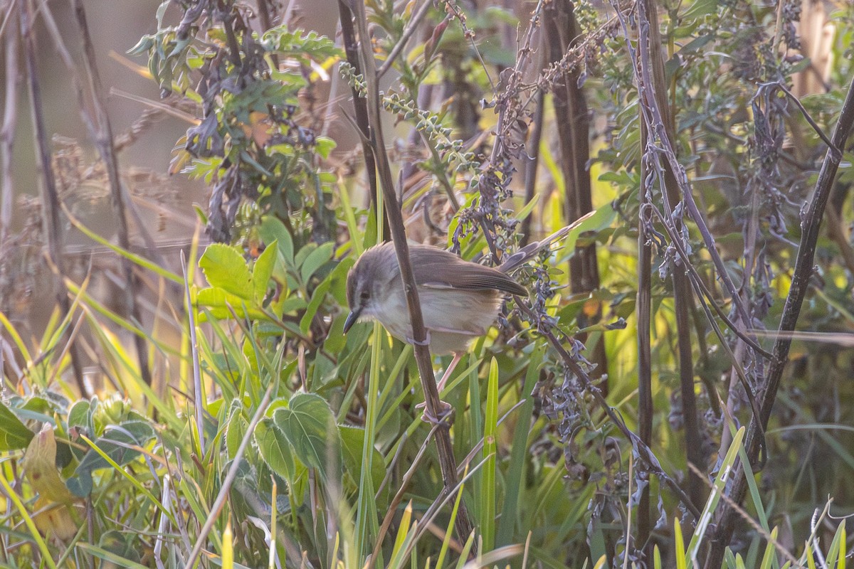 Prinia Modesta - ML620804683