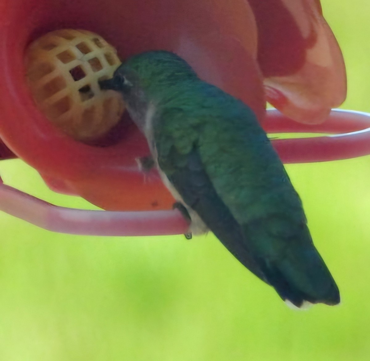 Colibri à gorge rubis - ML620804684