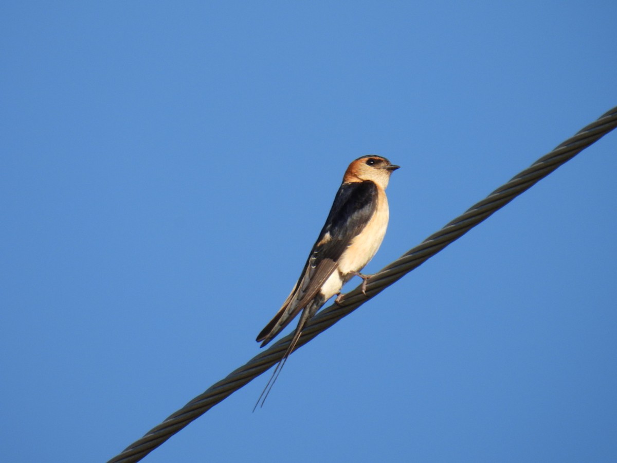 Red-rumped Swallow - ML620804685