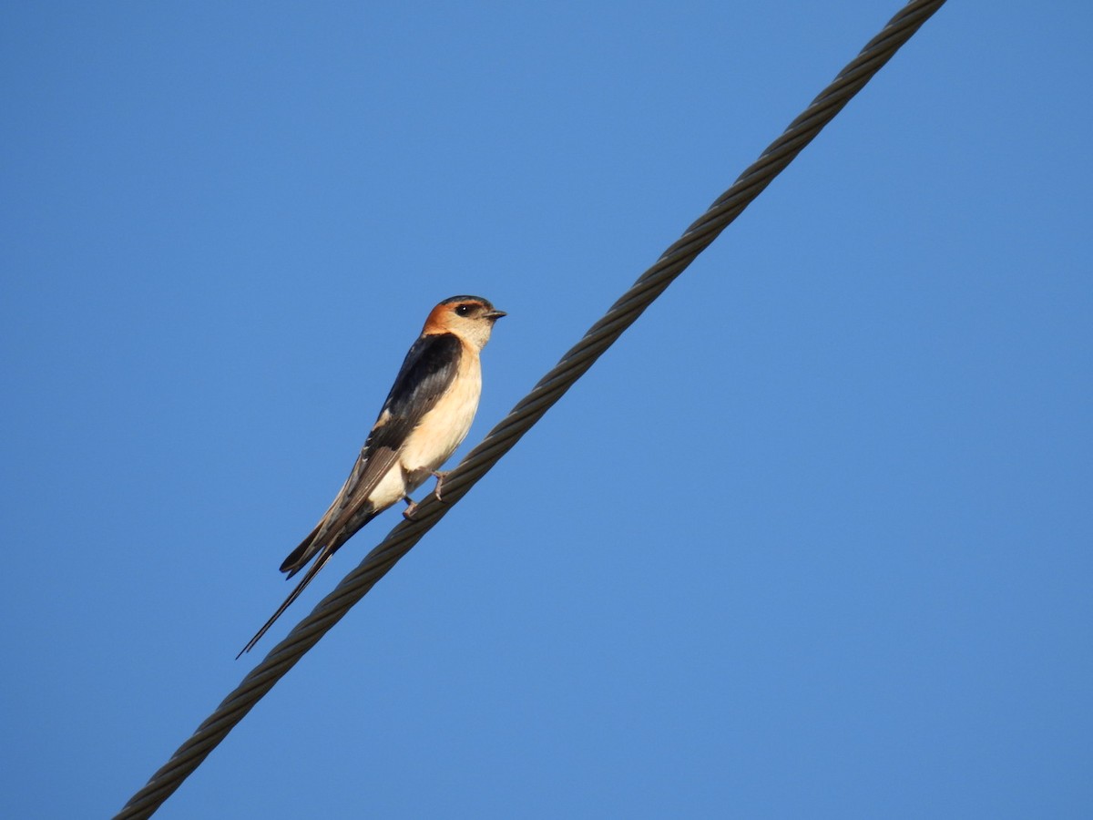 Red-rumped Swallow - Salvatore Giancola