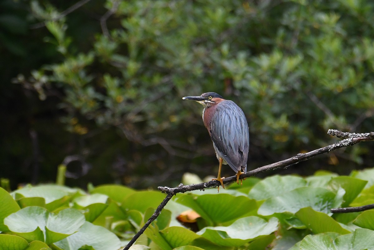 Green Heron - ML620804694