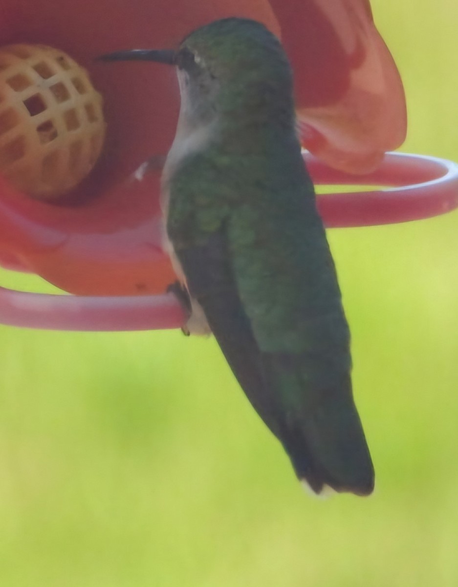 Ruby-throated Hummingbird - Terry Ansel