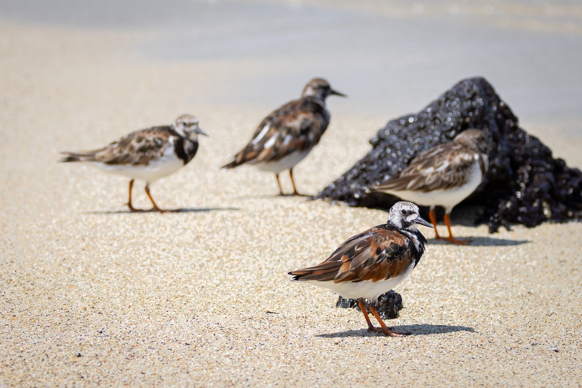 Ruddy Turnstone - ML620804700