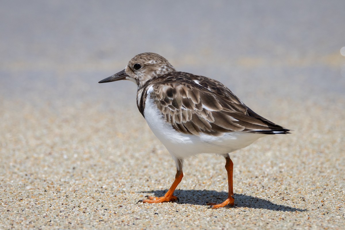 Ruddy Turnstone - ML620804701