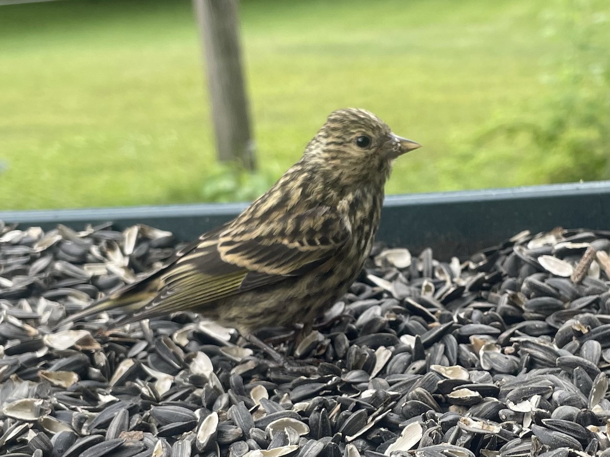 Pine Siskin - ML620804703