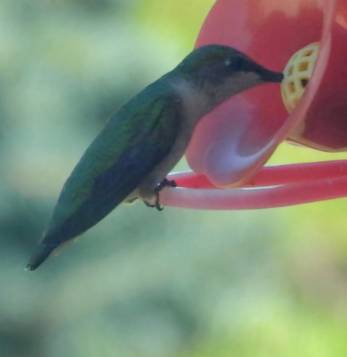 Colibri à gorge rubis - ML620804704