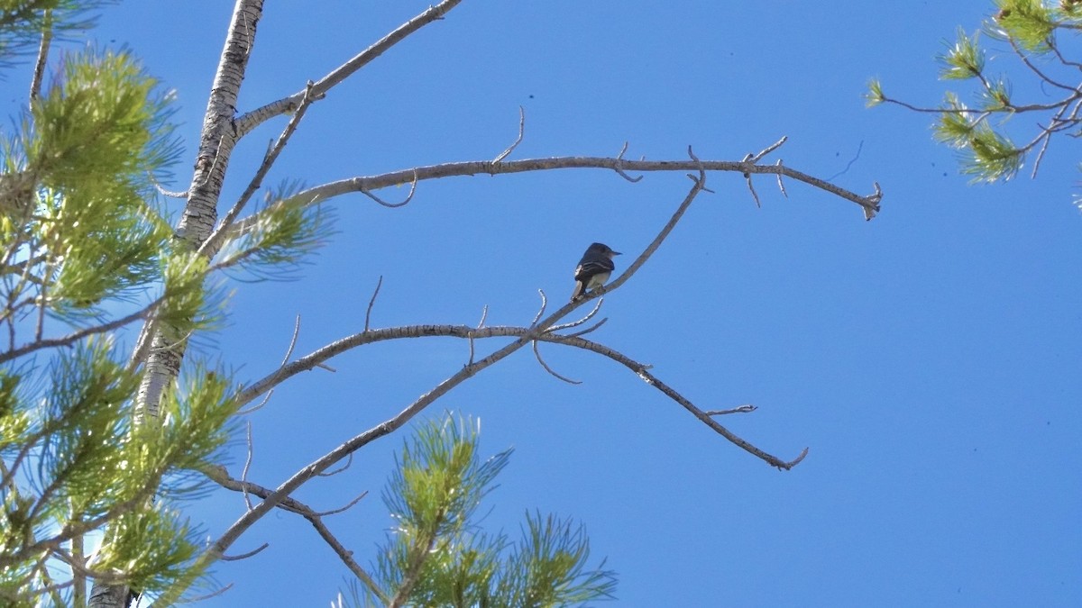 Dusky Flycatcher - ML620804705