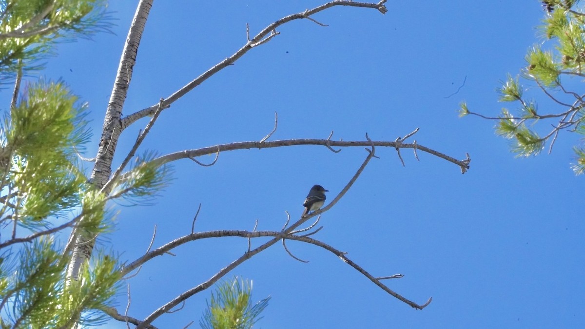 Dusky Flycatcher - ML620804706