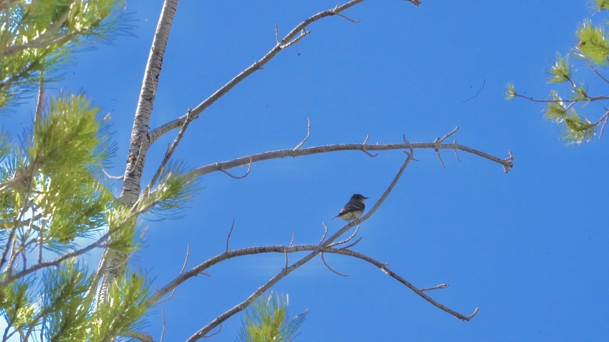 Dusky Flycatcher - ML620804707