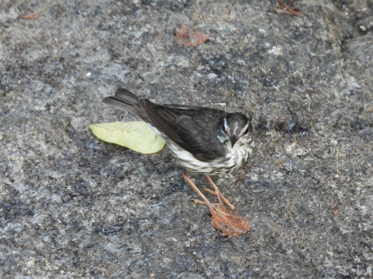 Louisiana Waterthrush - ML620804710