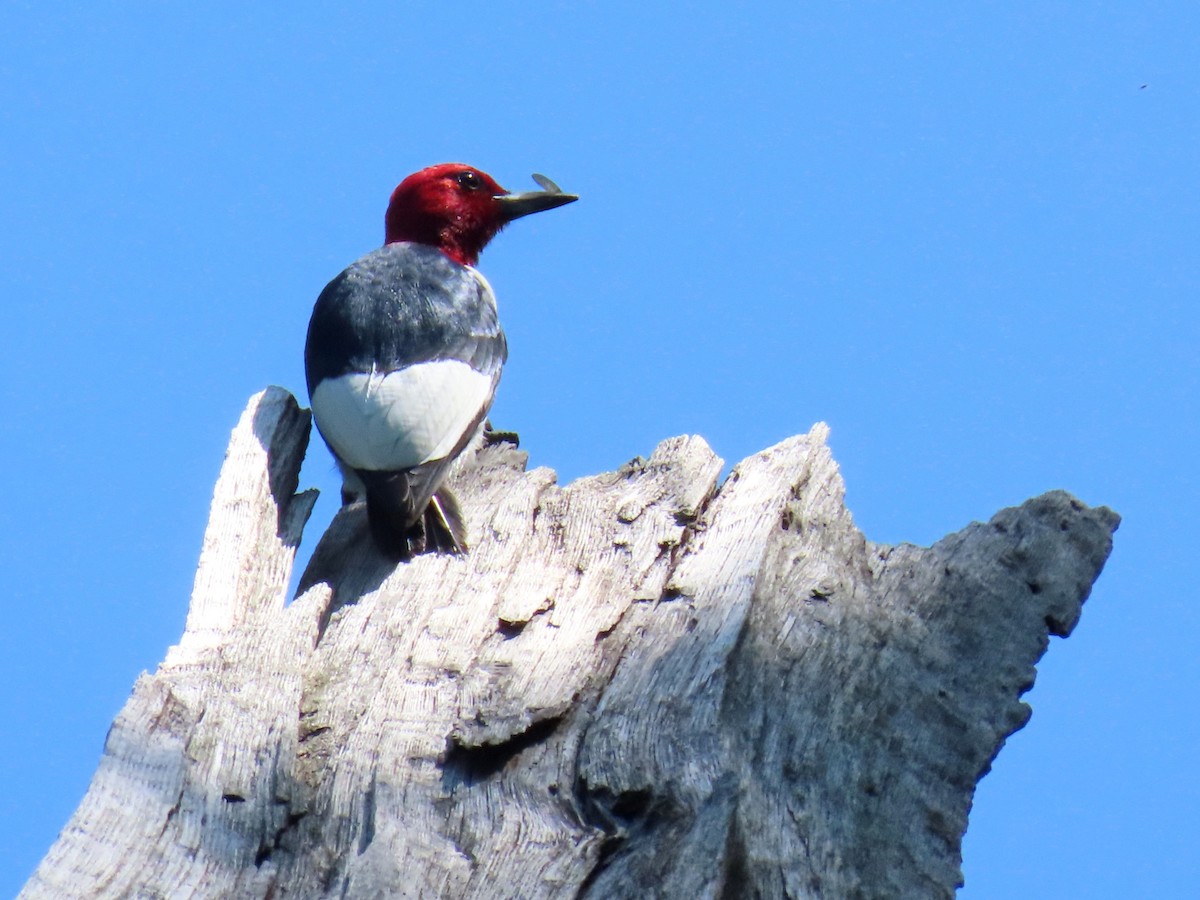 Red-headed Woodpecker - ML620804713