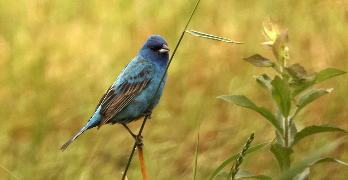 Indigo Bunting - ML620804714