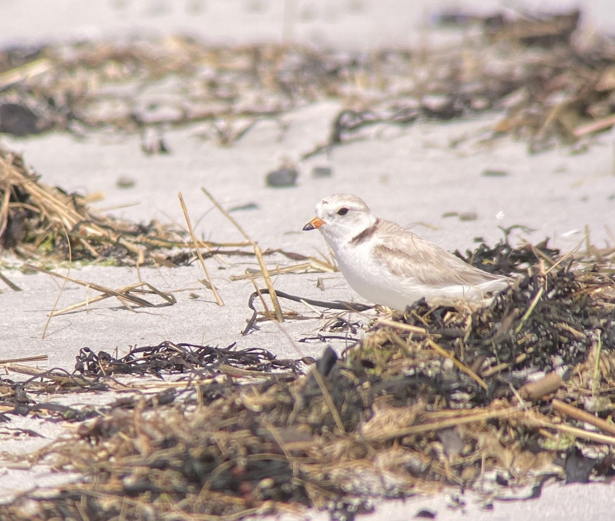 Piping Plover - ML620804716