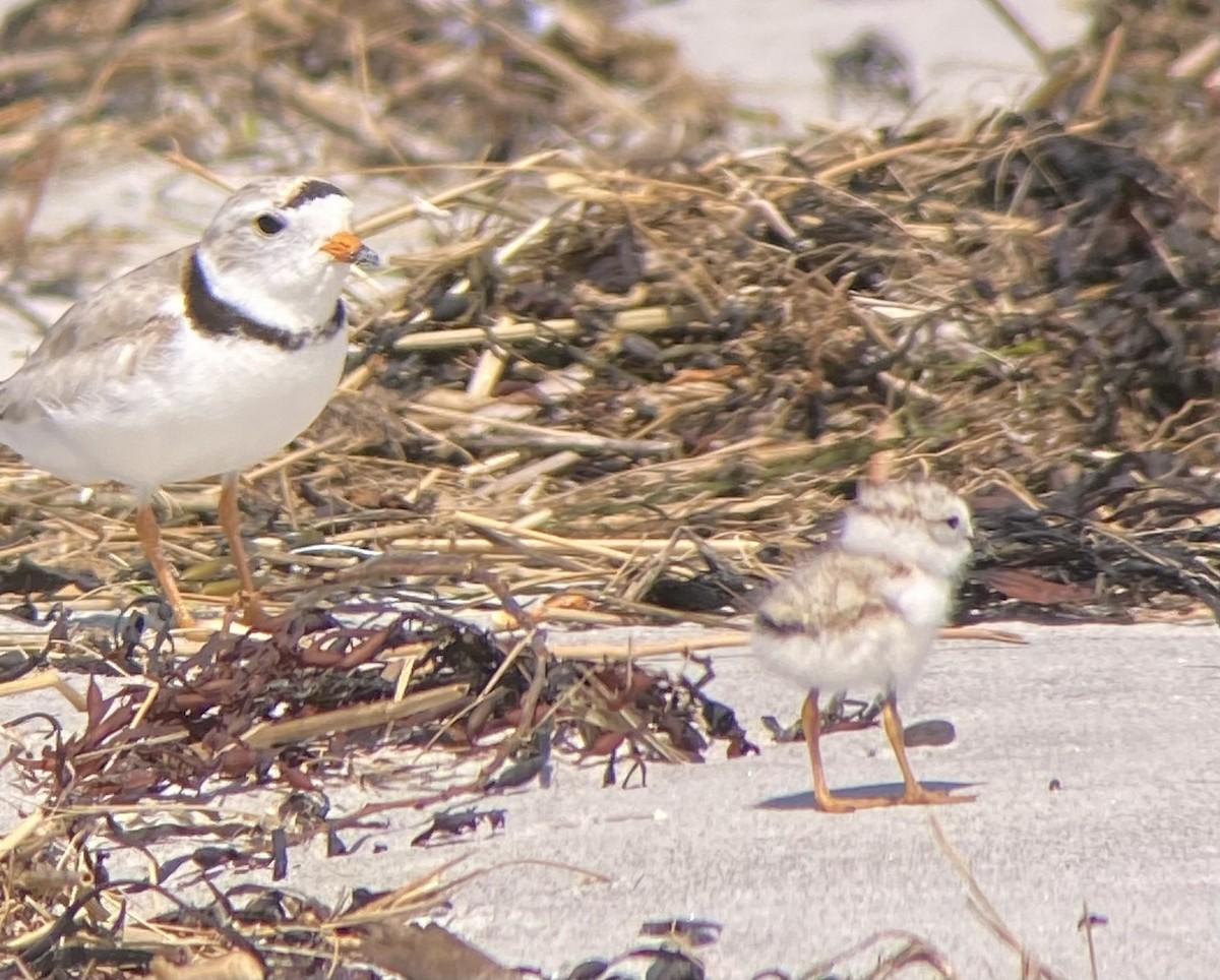 Piping Plover - ML620804717