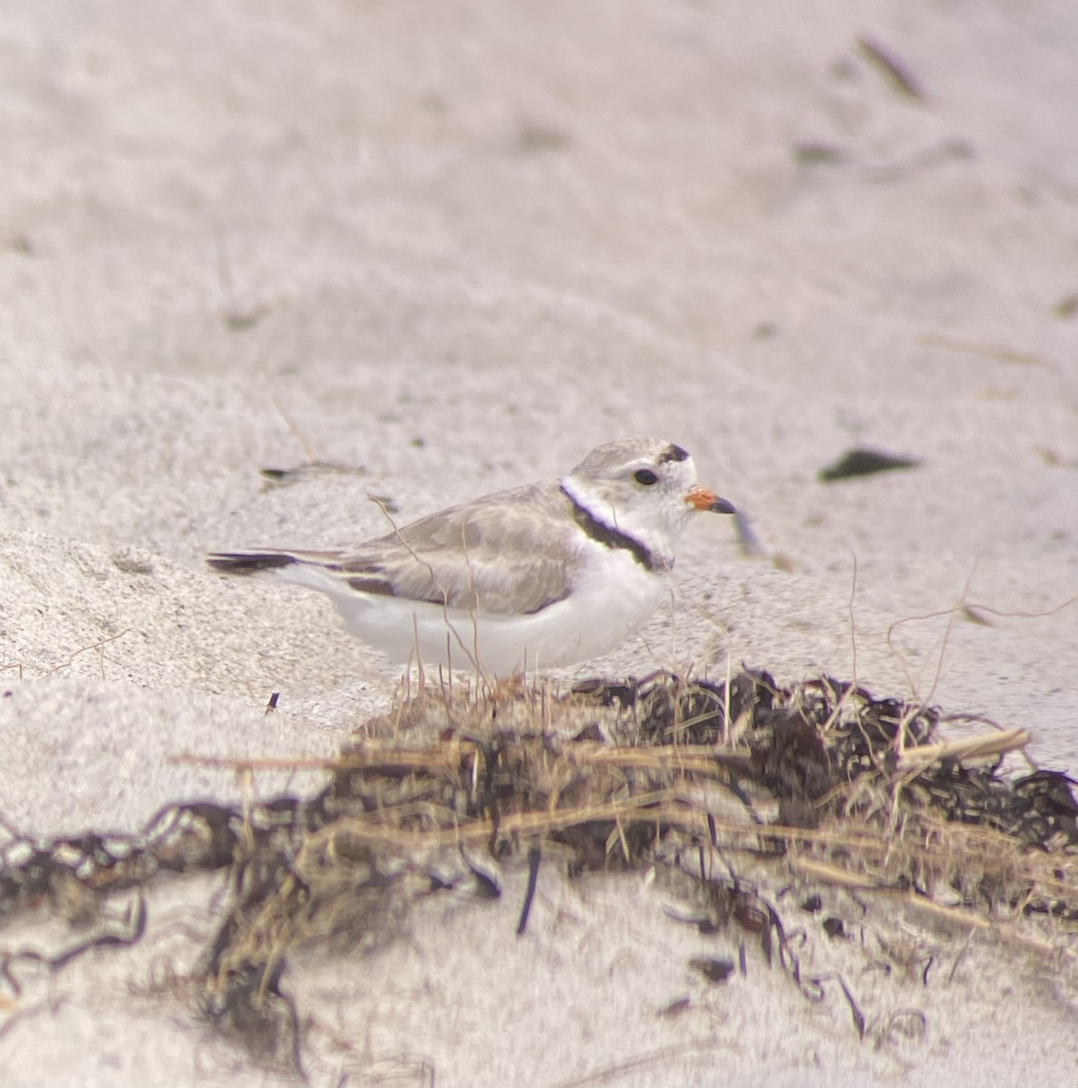 Piping Plover - ML620804718