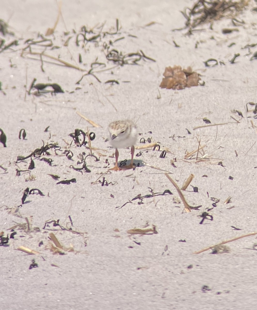 Piping Plover - ML620804719