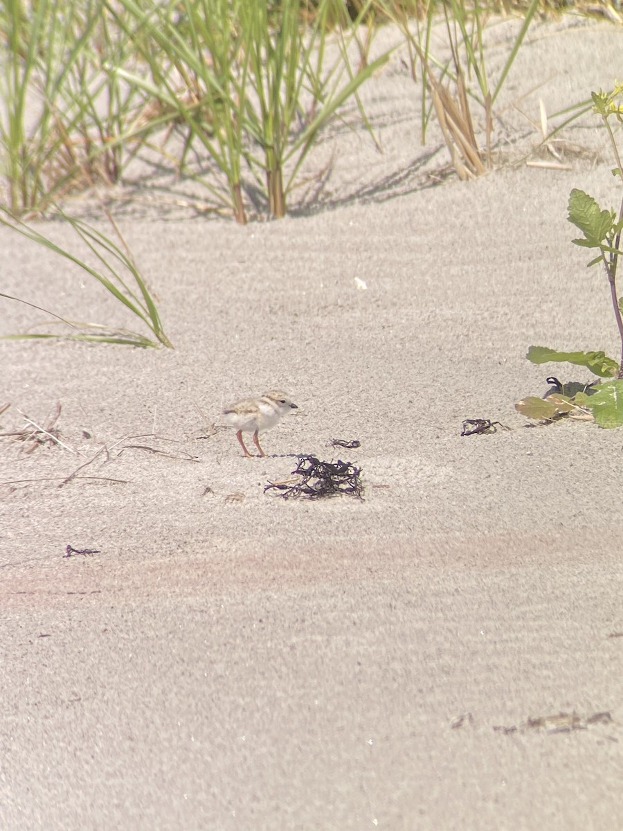 Piping Plover - ML620804721