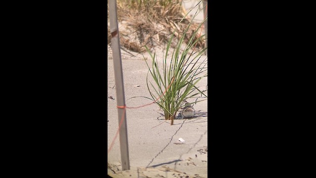 Piping Plover - ML620804722