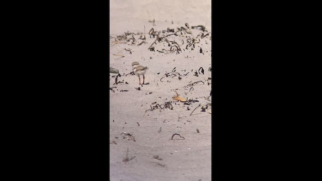 Piping Plover - ML620804723