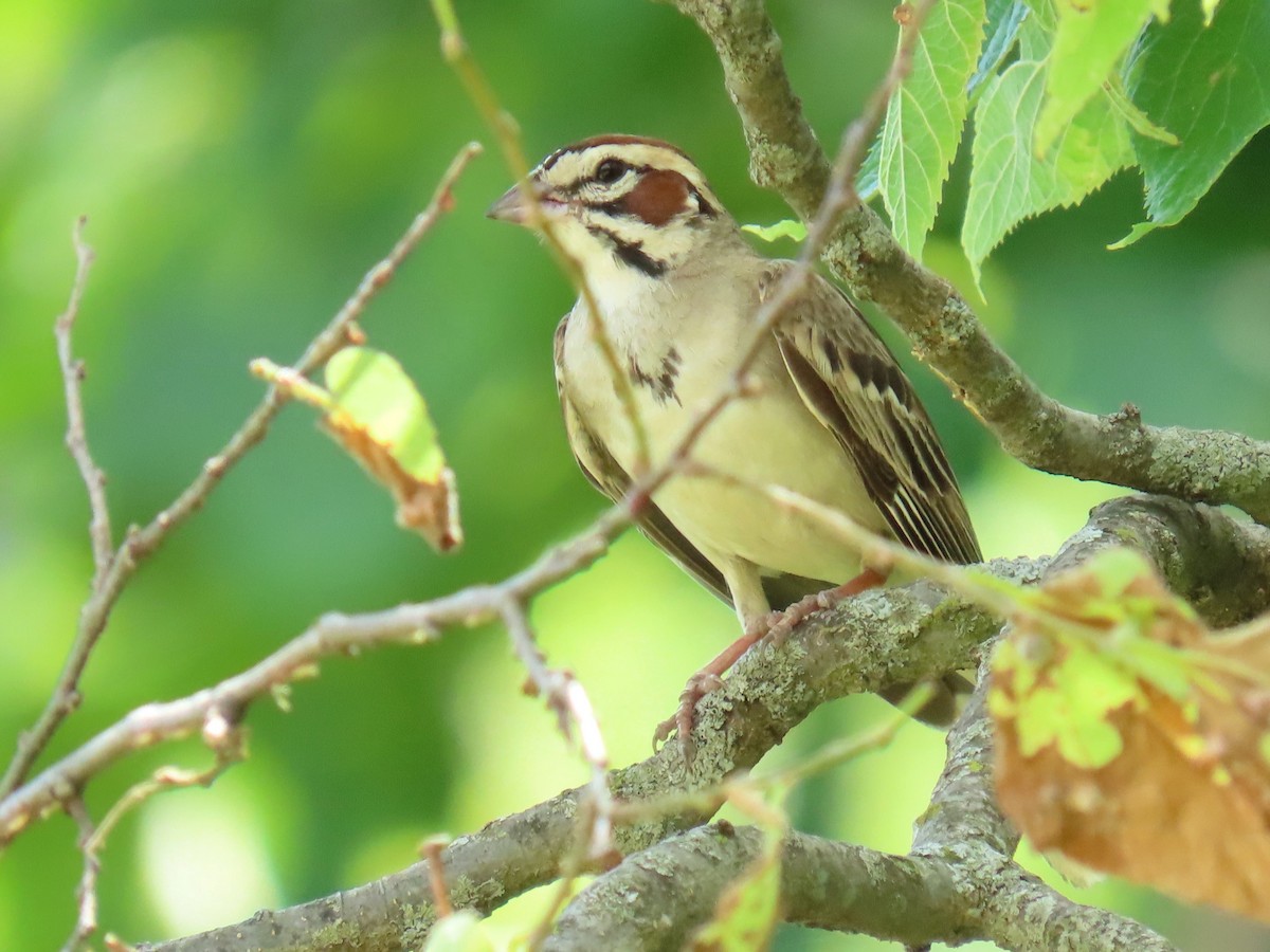 Lark Sparrow - ML620804724