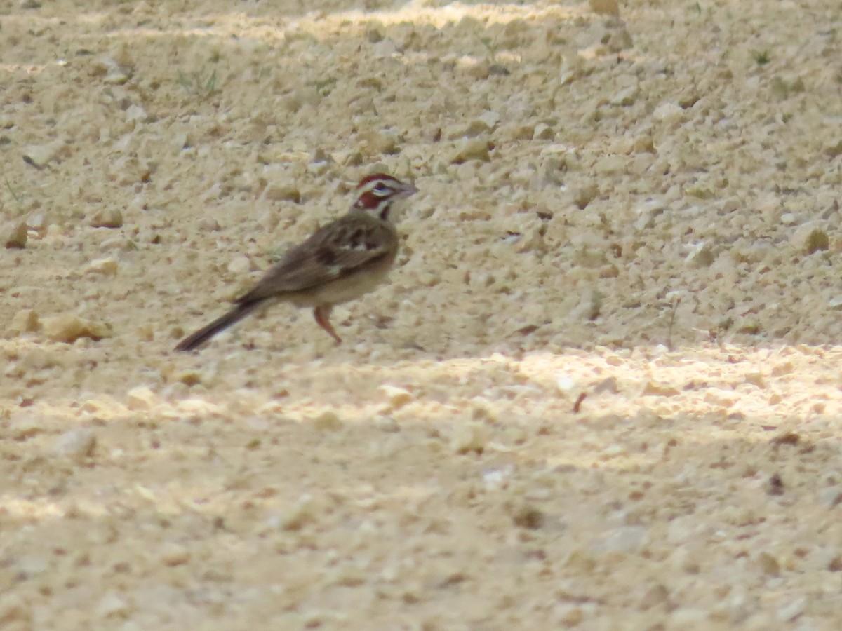 Lark Sparrow - ML620804725