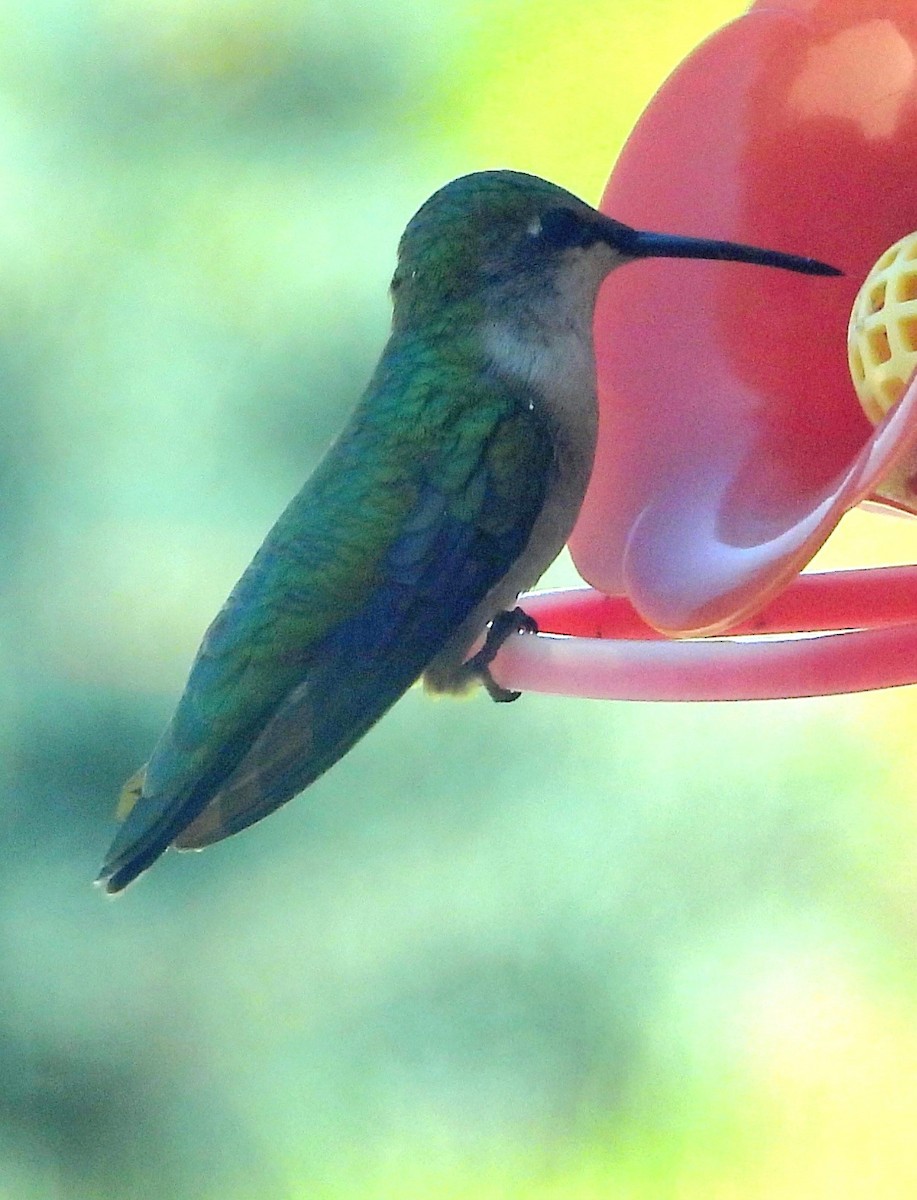 Colibri à gorge rubis - ML620804726