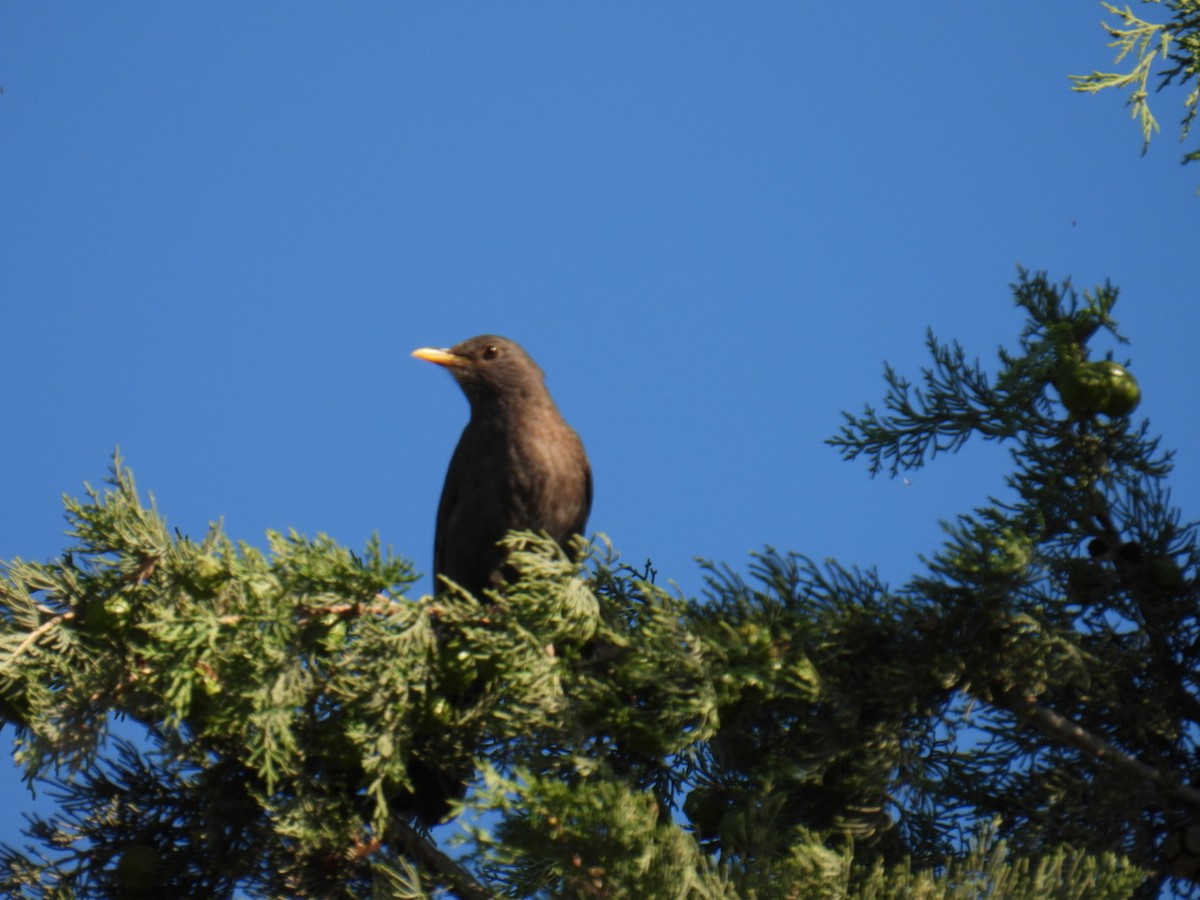 Eurasian Blackbird - ML620804729