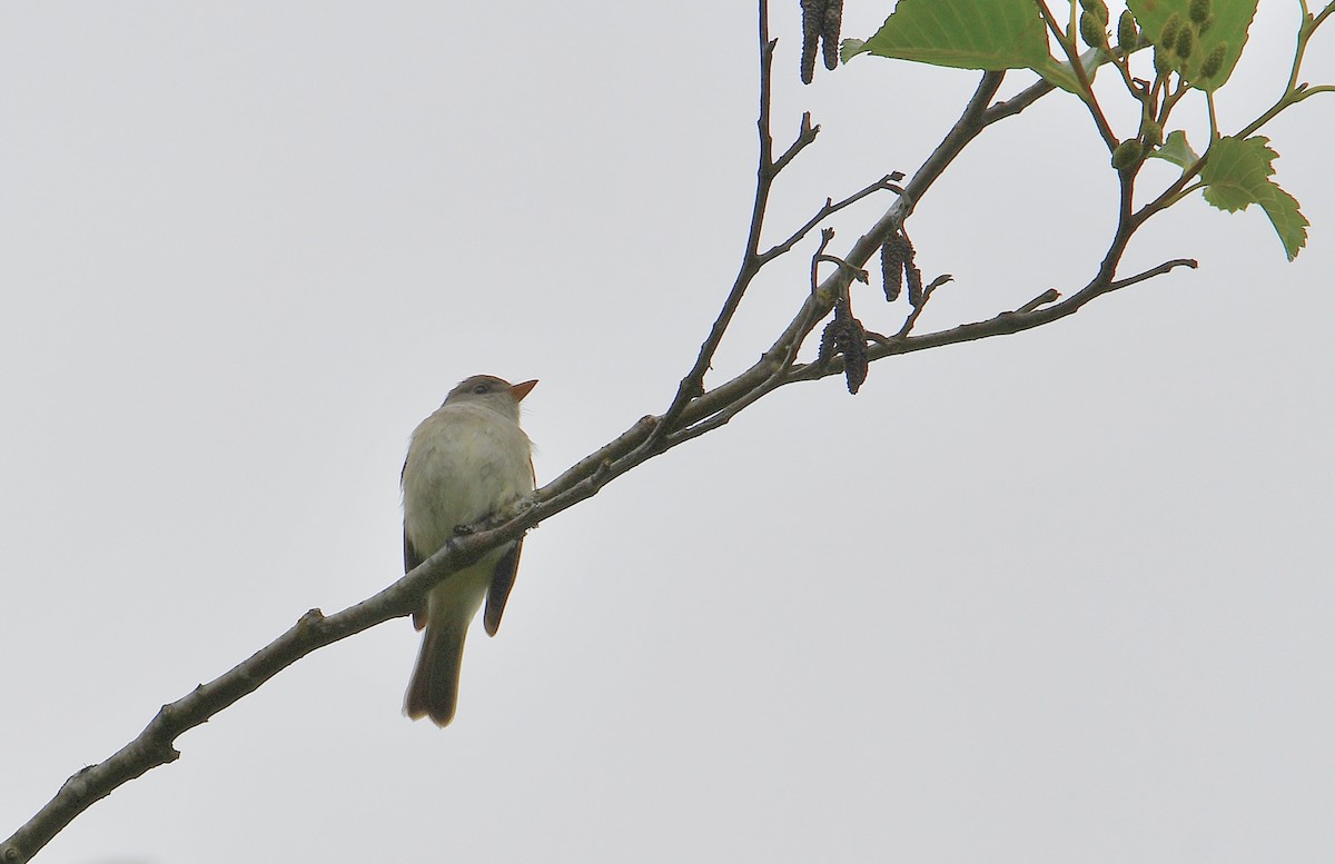 Willow Flycatcher - ML620804730