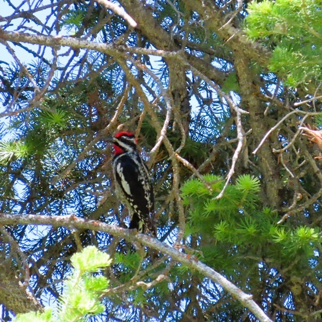 Red-naped Sapsucker - ML620804733