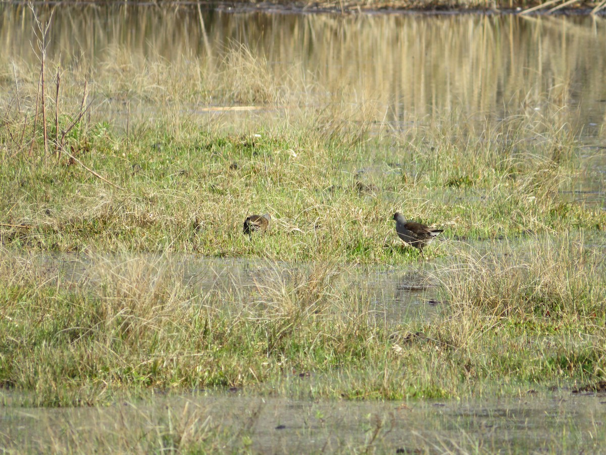 Gallinule à face noire - ML620804736