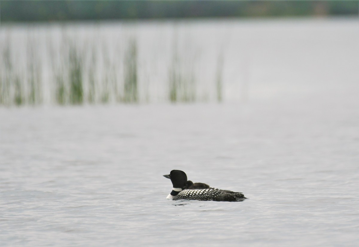 Common Loon - ML620804743