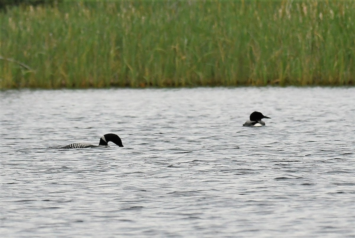 Common Loon - ML620804746