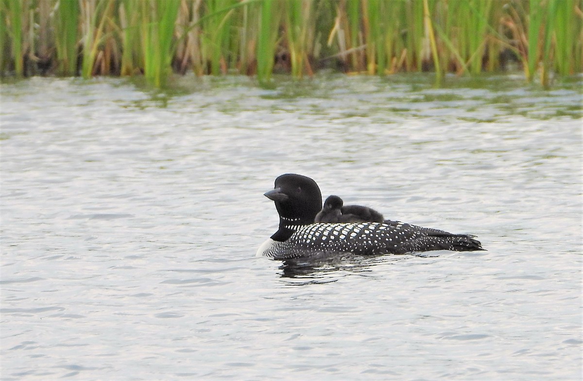 Common Loon - ML620804747