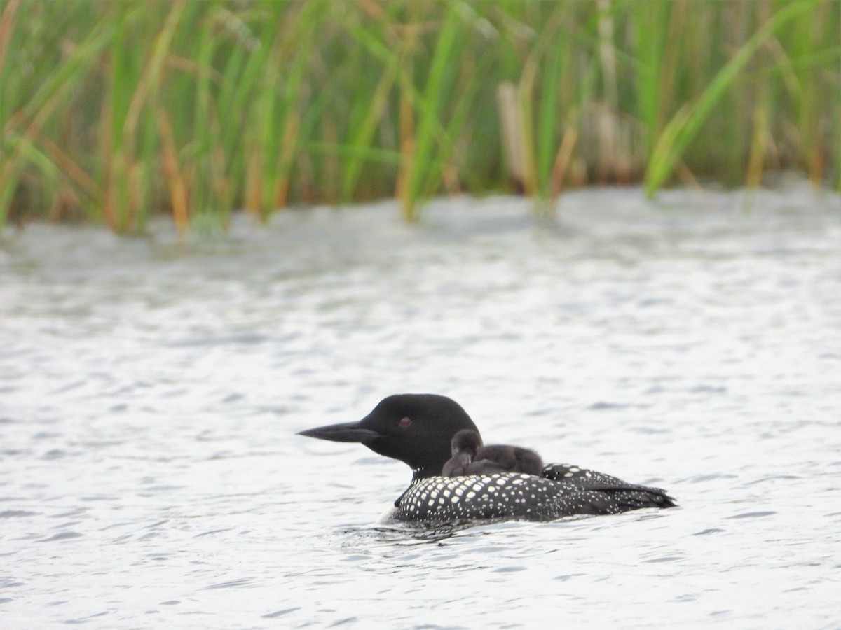 Common Loon - ML620804748