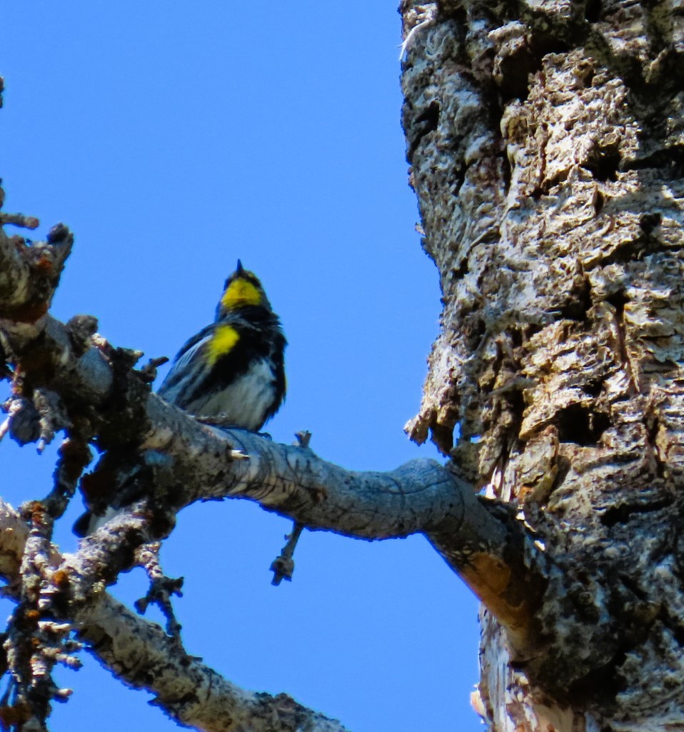 Yellow-rumped Warbler (Audubon's) - ML620804752