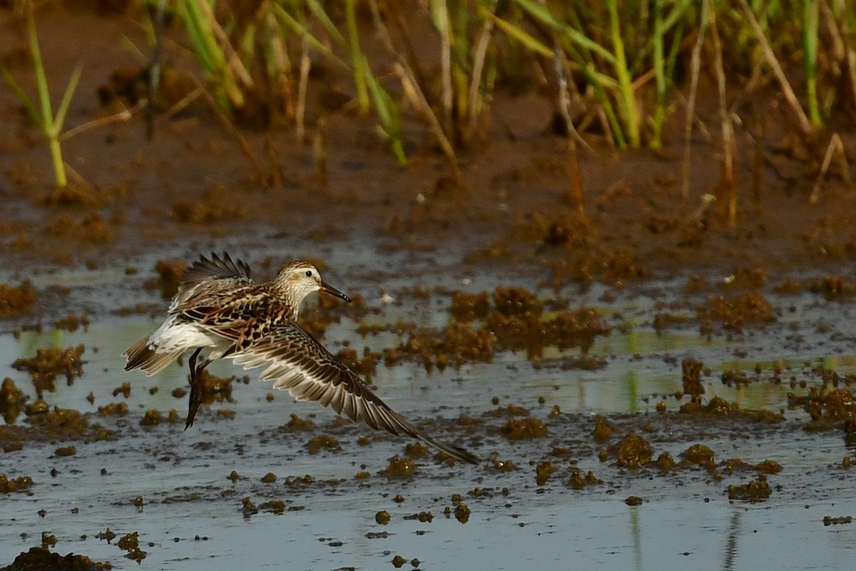 White-rumped Sandpiper - ML620804757