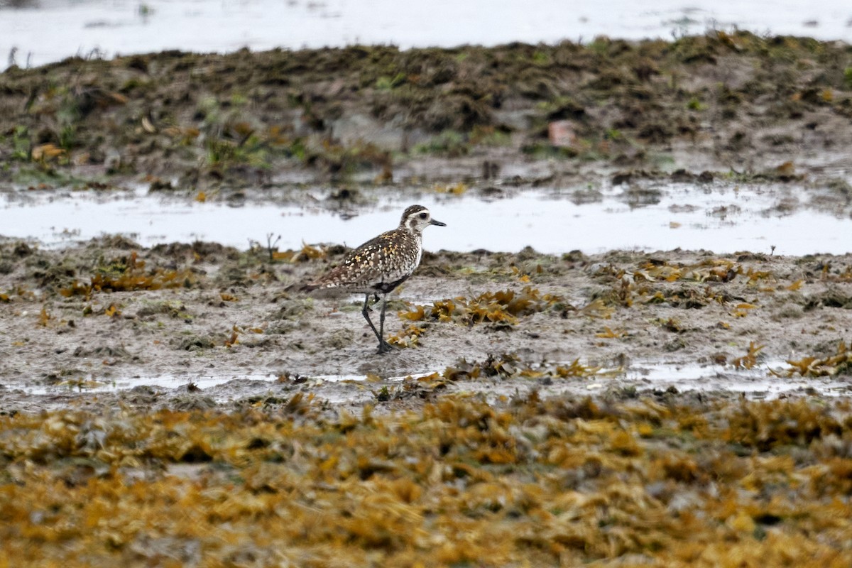 Chorlito Dorado Siberiano - ML620804767