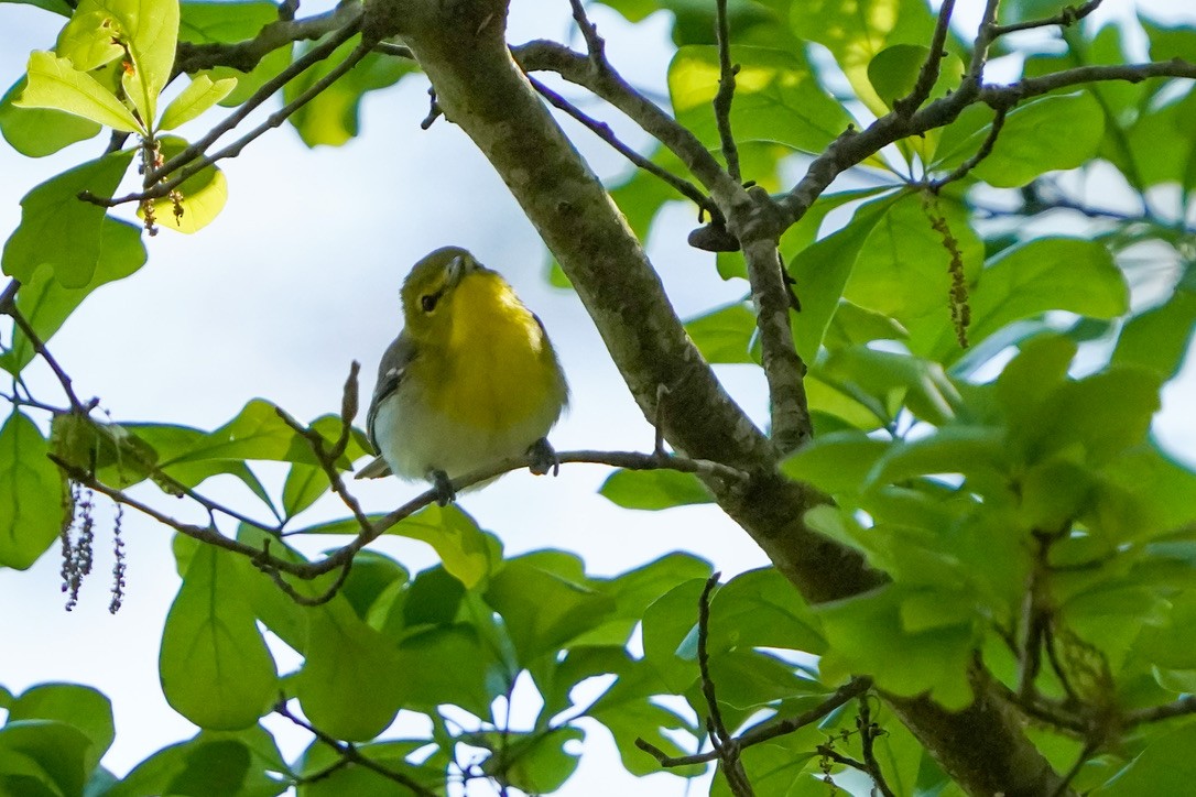 Yellow-throated Vireo - ML620804768