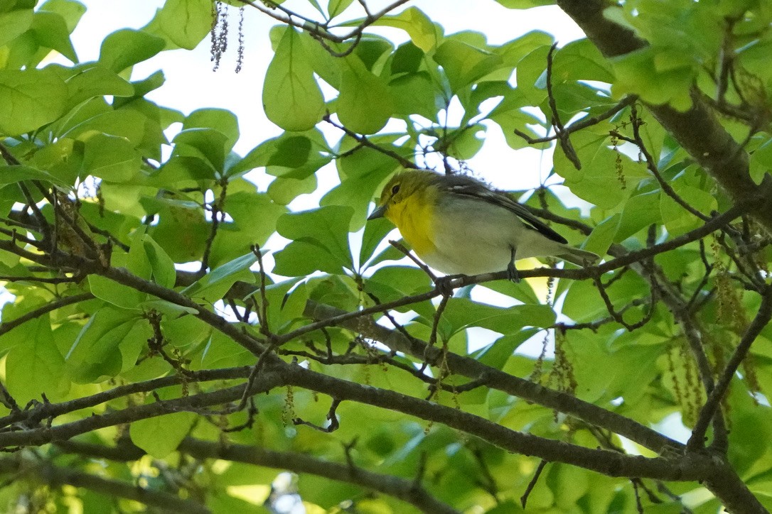 Yellow-throated Vireo - ML620804769