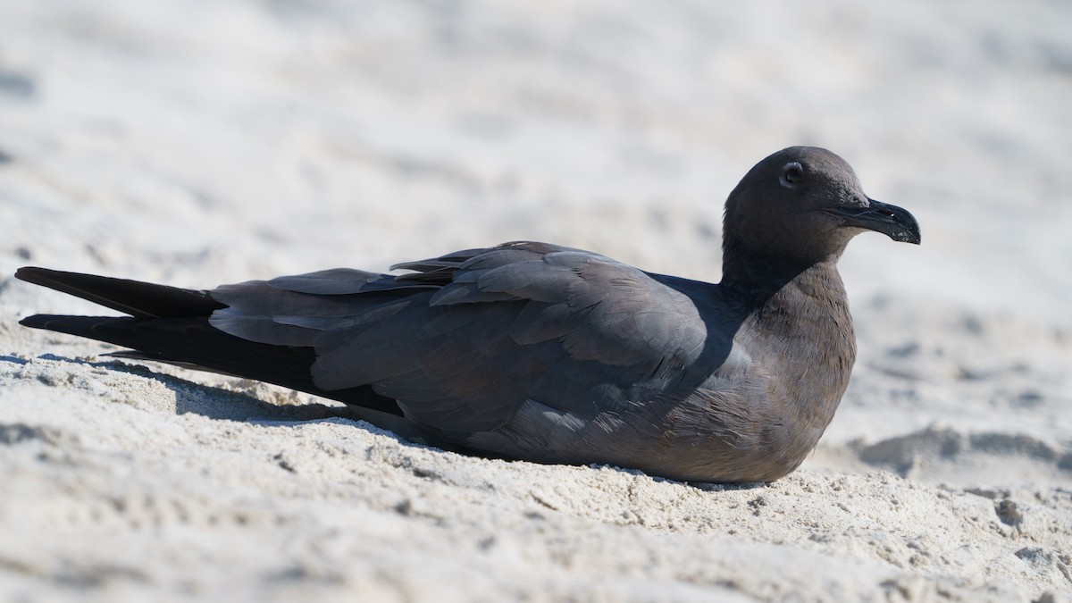 Gaviota Fuliginosa - ML620804777