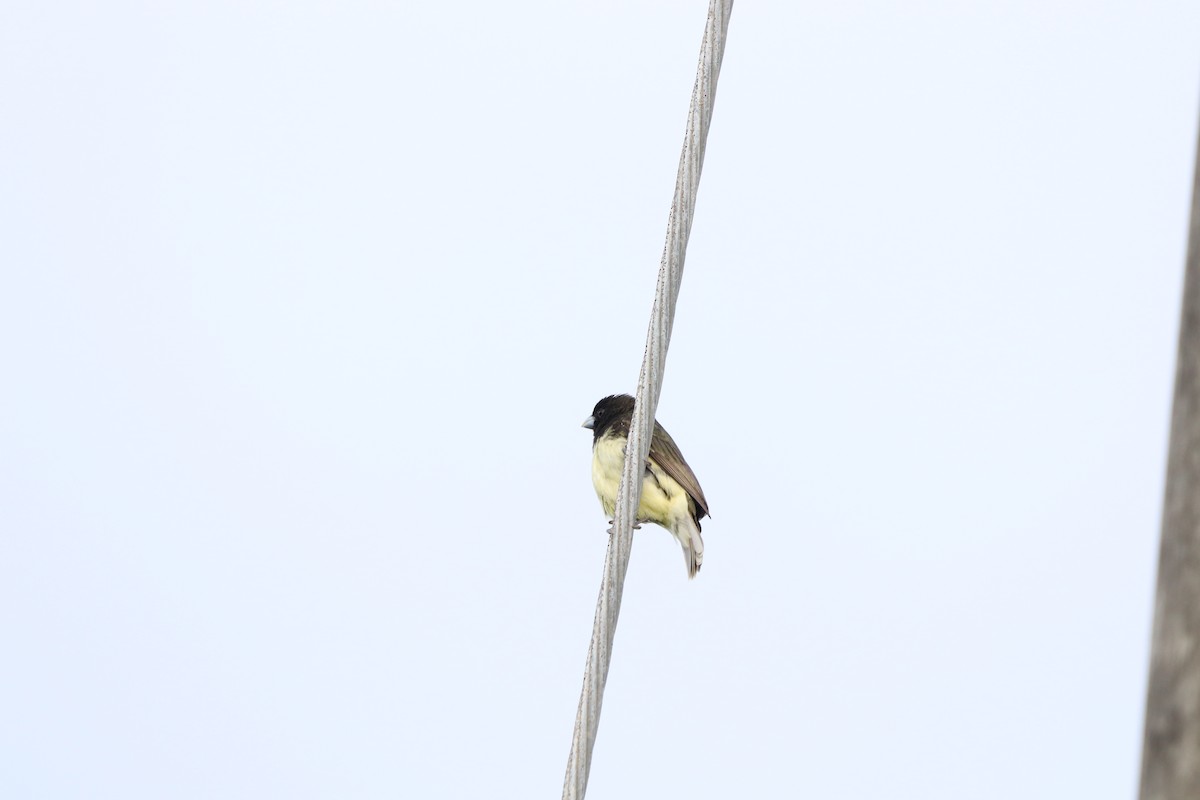 Yellow-bellied Seedeater - ML620804779