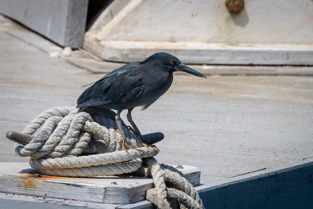 Striated Heron (Galapagos) - ML620804783