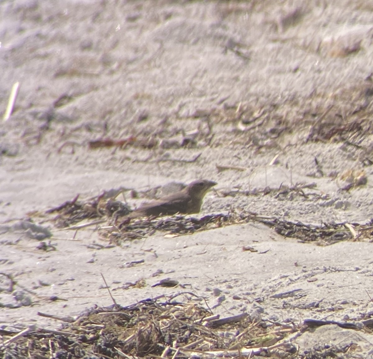 Brown-headed Cowbird - ML620804787