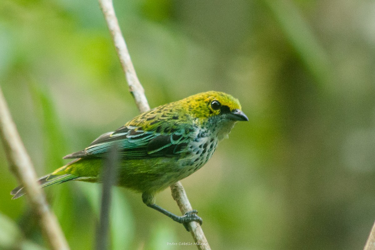 Speckled Tanager - Pedro Cabello Maleno