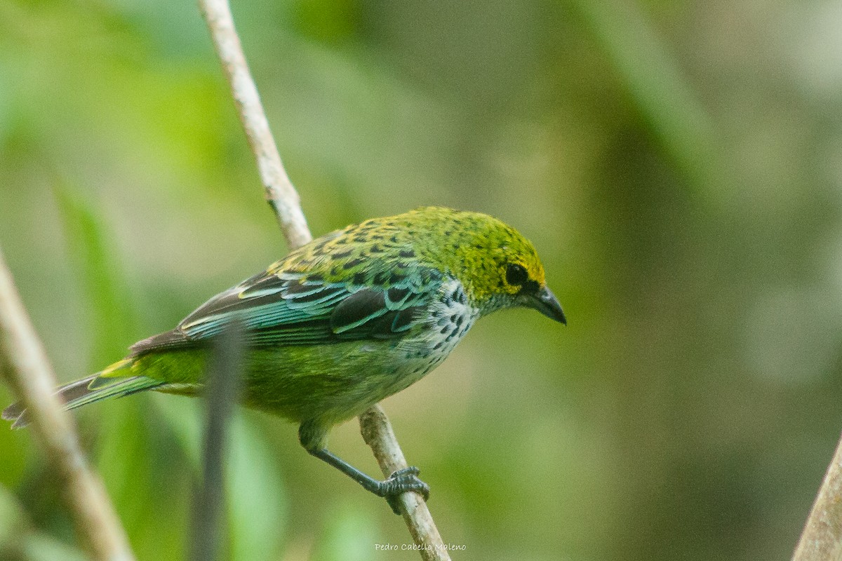 Speckled Tanager - ML620804789