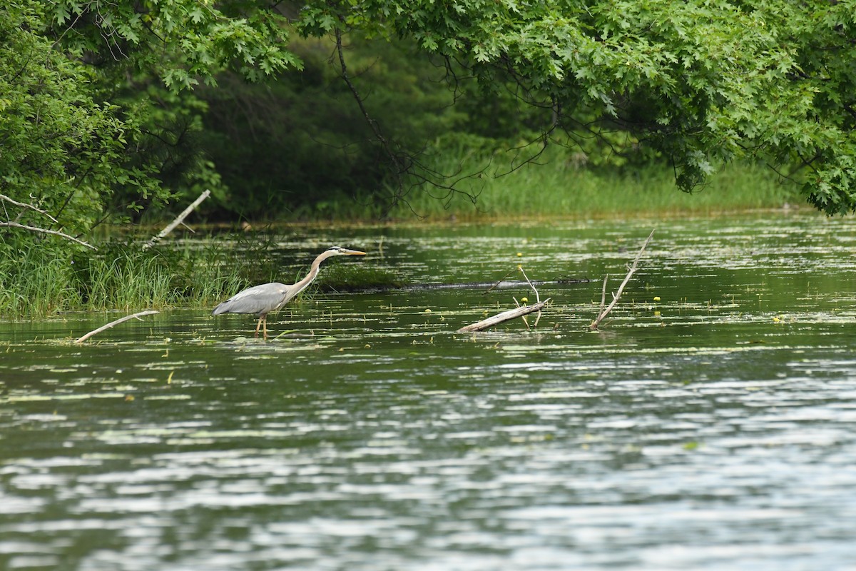 Great Blue Heron - ML620804790