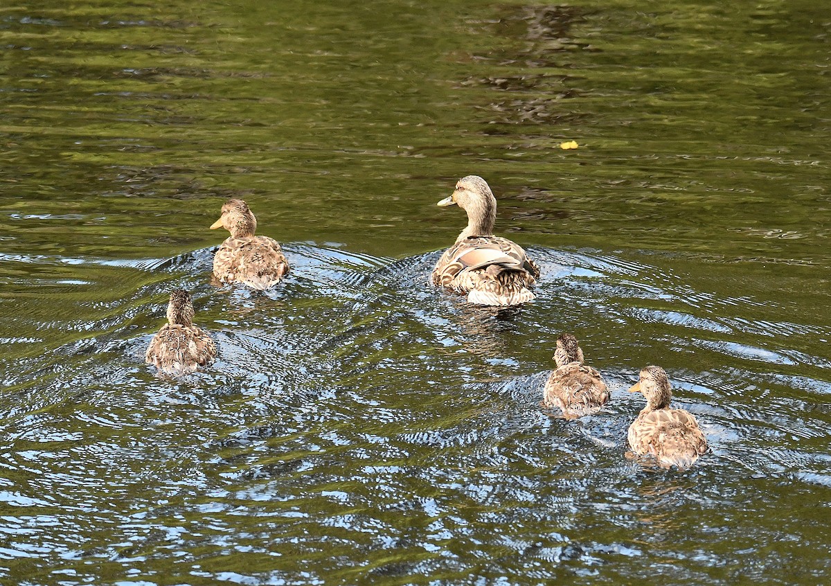 Mallard - ML620804795