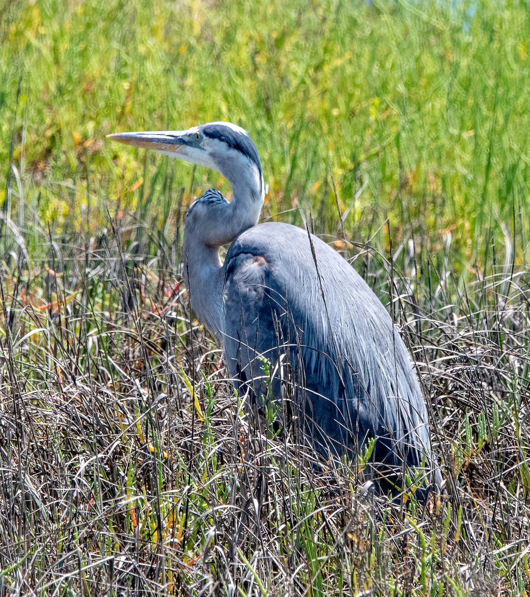 Great Blue Heron - ML620804796