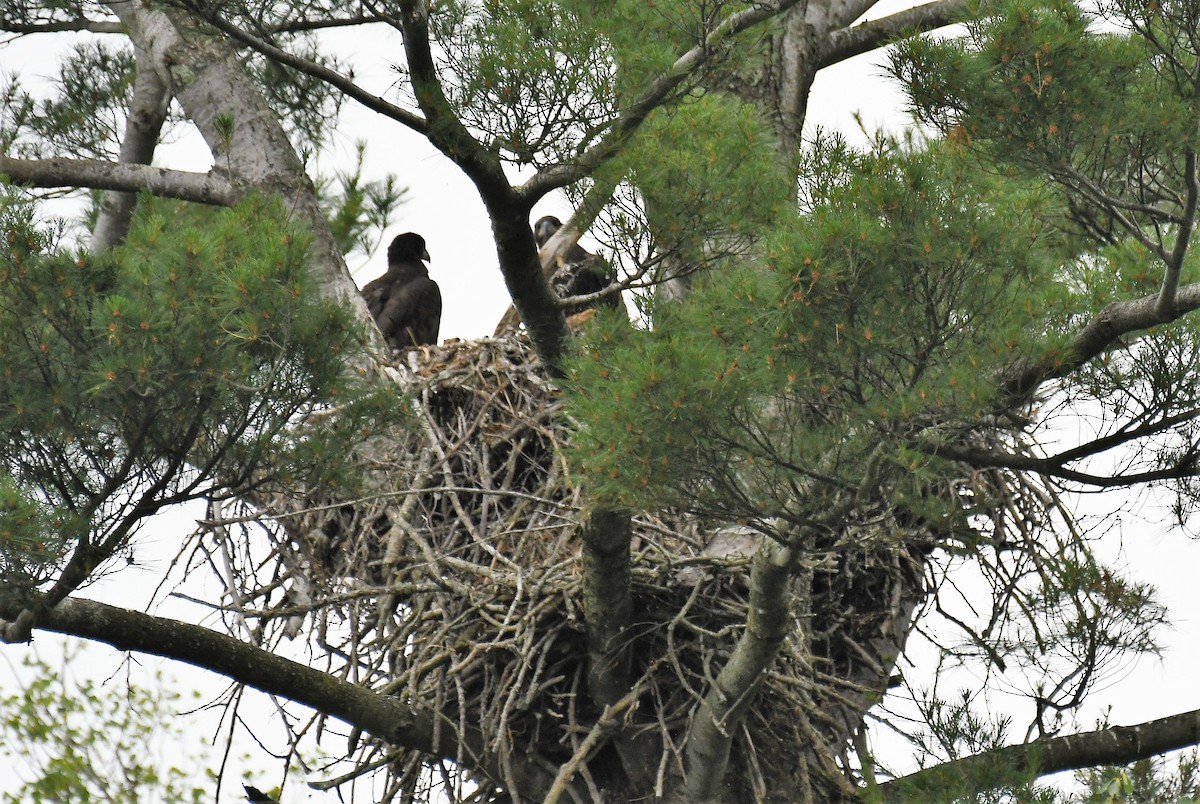 Bald Eagle - ML620804799