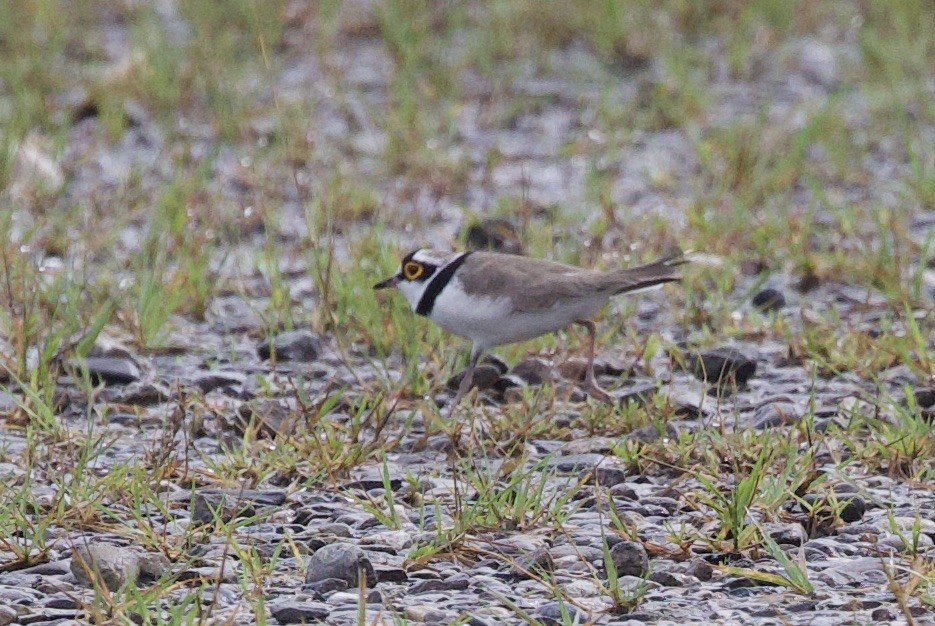 Little Ringed Plover - ML620804801